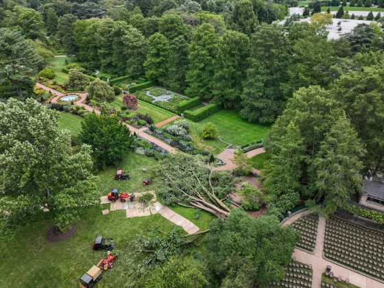 A aerial drone view of a fallen tree in Longwood Gardens.